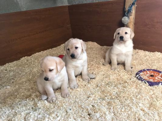  Labrador Retriever puppies for re homing